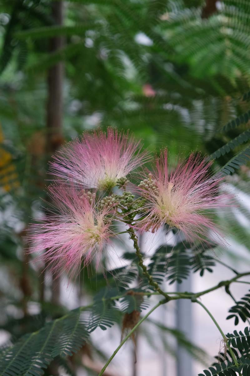 Albizia julibrissin 'Boubri' solitair bloem