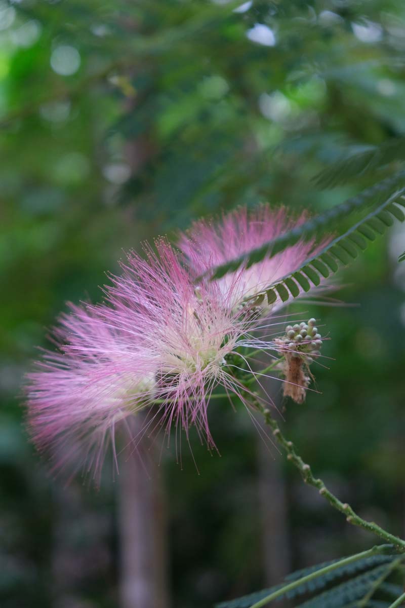 Albizia julibrissin 'Boubri' solitair bloem