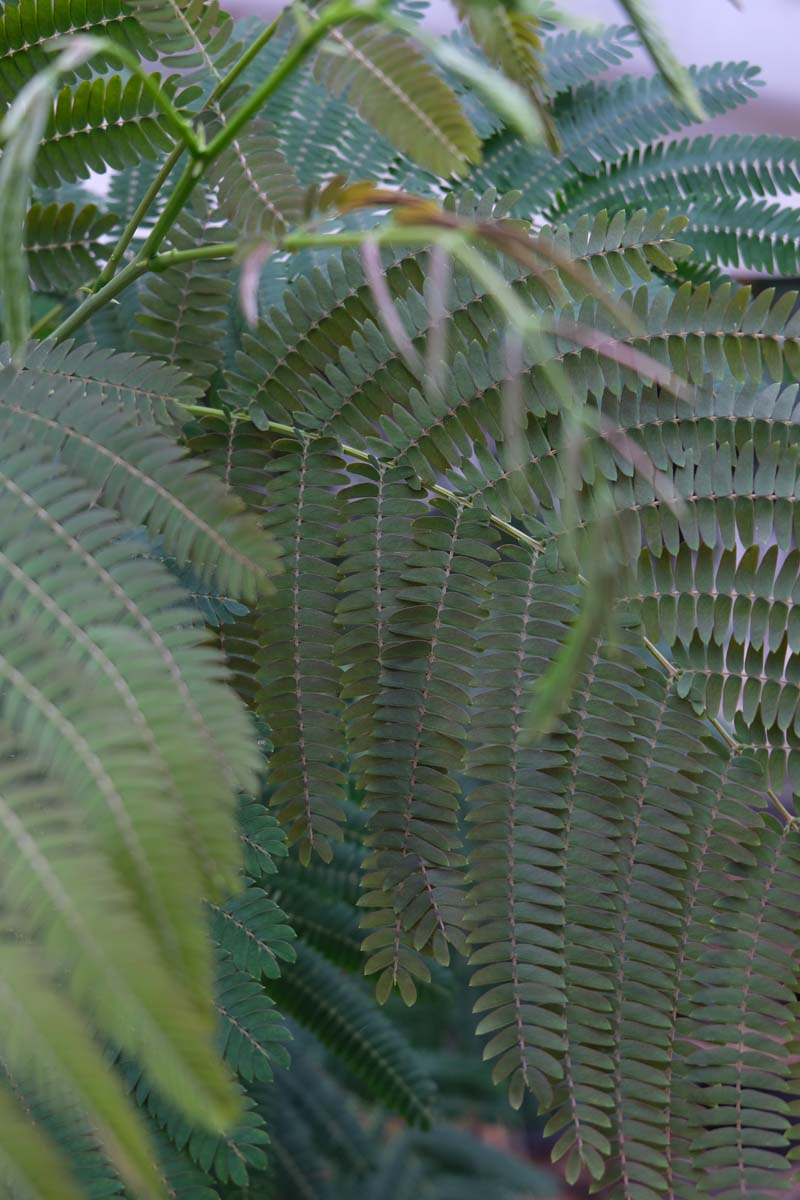 Albizia julibrissin 'Evi's Pride' op stam blad