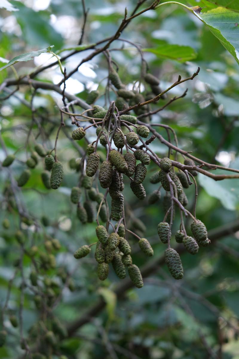 Alnus incana solitair kegel