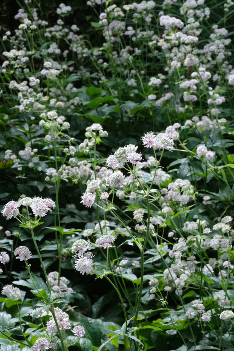 Astrantia major 'Roma' bloesem