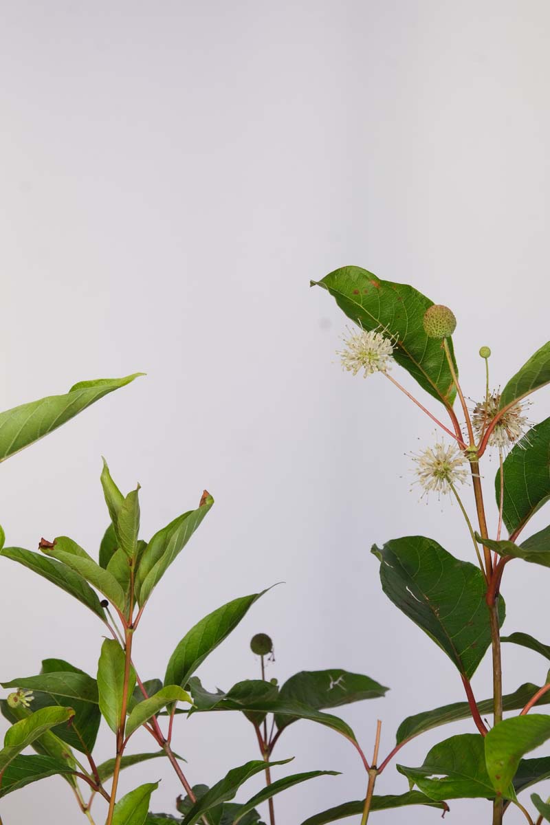 Cephalanthus occidentalis 'Moonlight Fantasy' blad