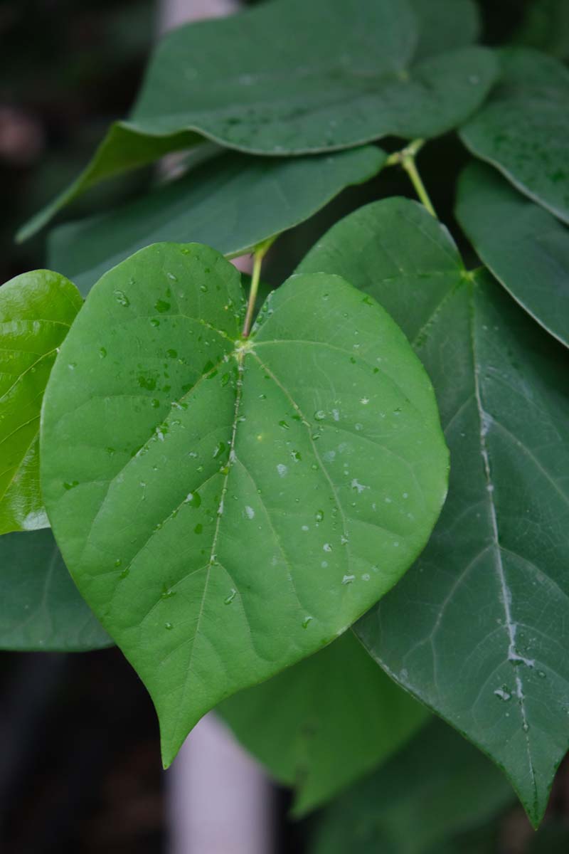 Cercis chinensis op stam blad