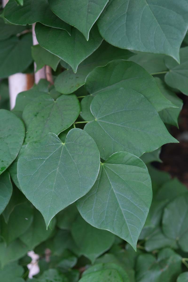 Cercis chinensis op stam blad