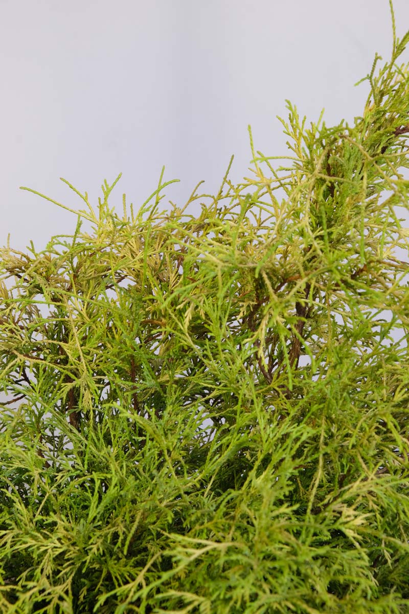 Chamaecyparis pisifera 'Sungold' naald