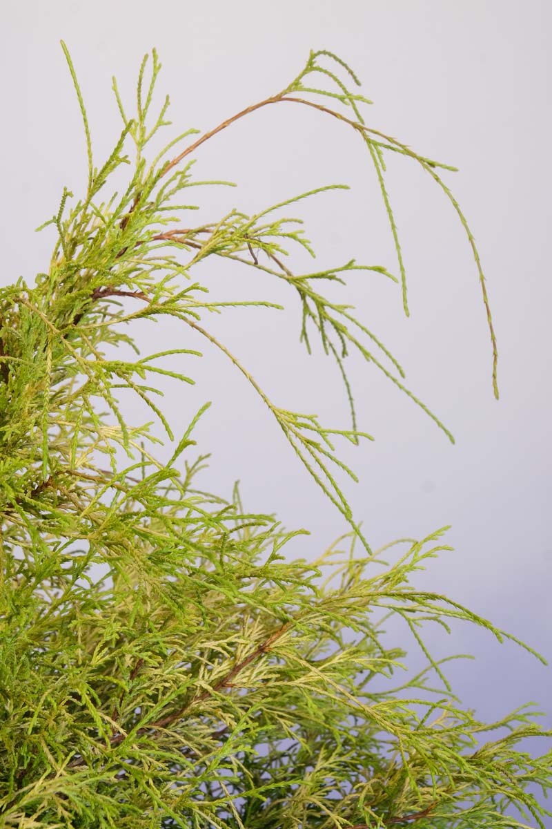 Chamaecyparis pisifera 'Sungold' twijg