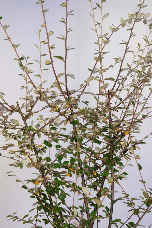 Cotoneaster franchetii haagplant twijg