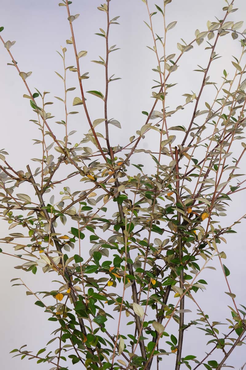 Cotoneaster franchetii twijg