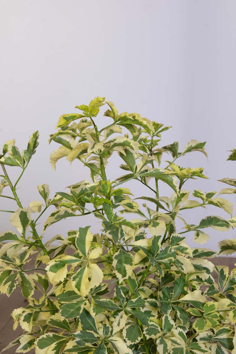 Eleutherococcus sieboldianus 'Variegatus' blad