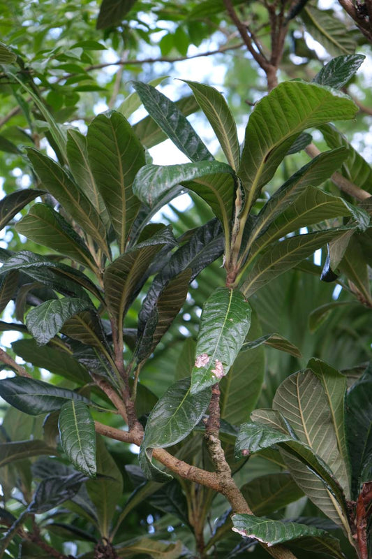 Eriobotrya japonica op stam blad