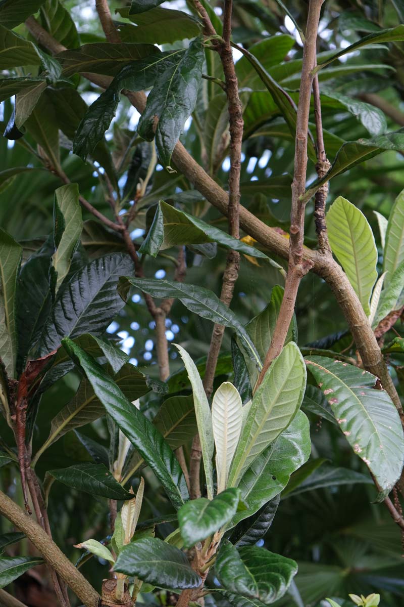 Eriobotrya japonica Tuinplanten twijg