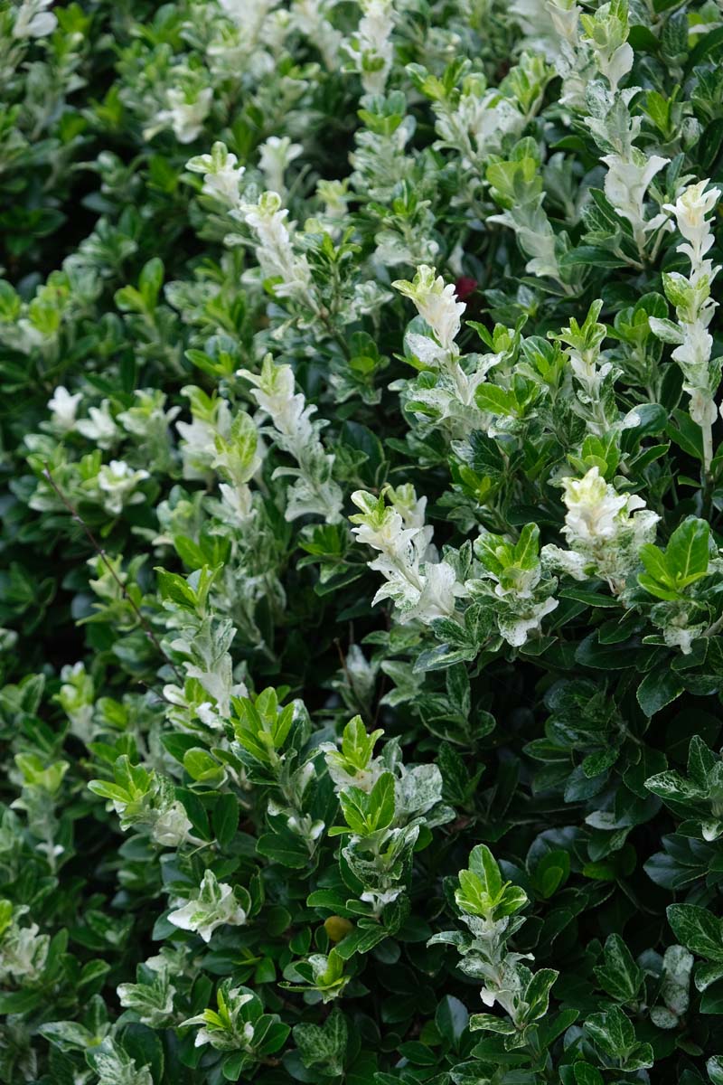 Euonymus fortunei 'Harlequin' blad