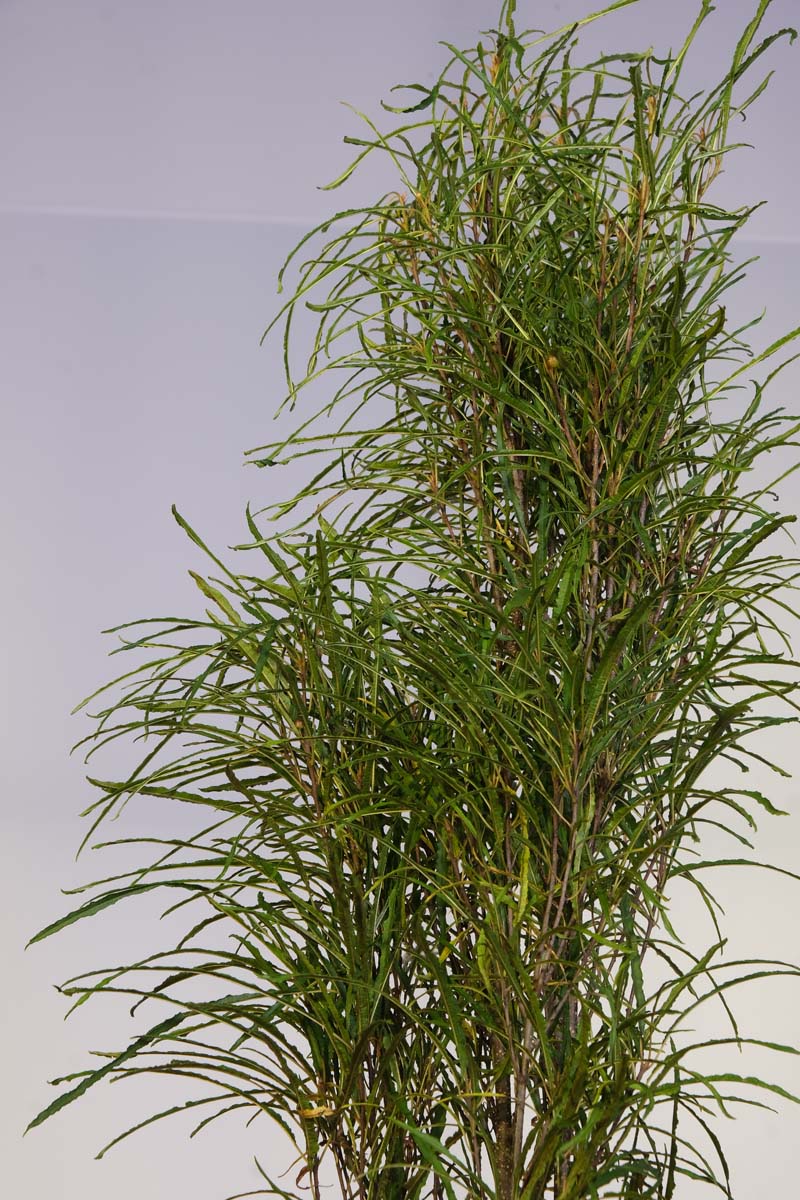 Frangula alnus 'Ron Williams' Tuinplanten blad