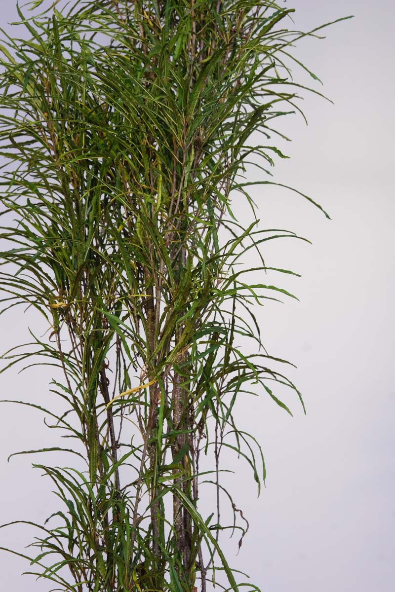 Frangula alnus 'Ron Williams' meerstammig / struik blad