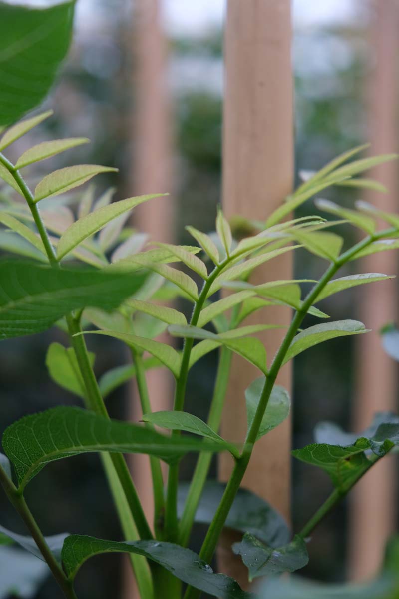 Fraxinus excelsior 'Westhof's Glorie' op stam blad