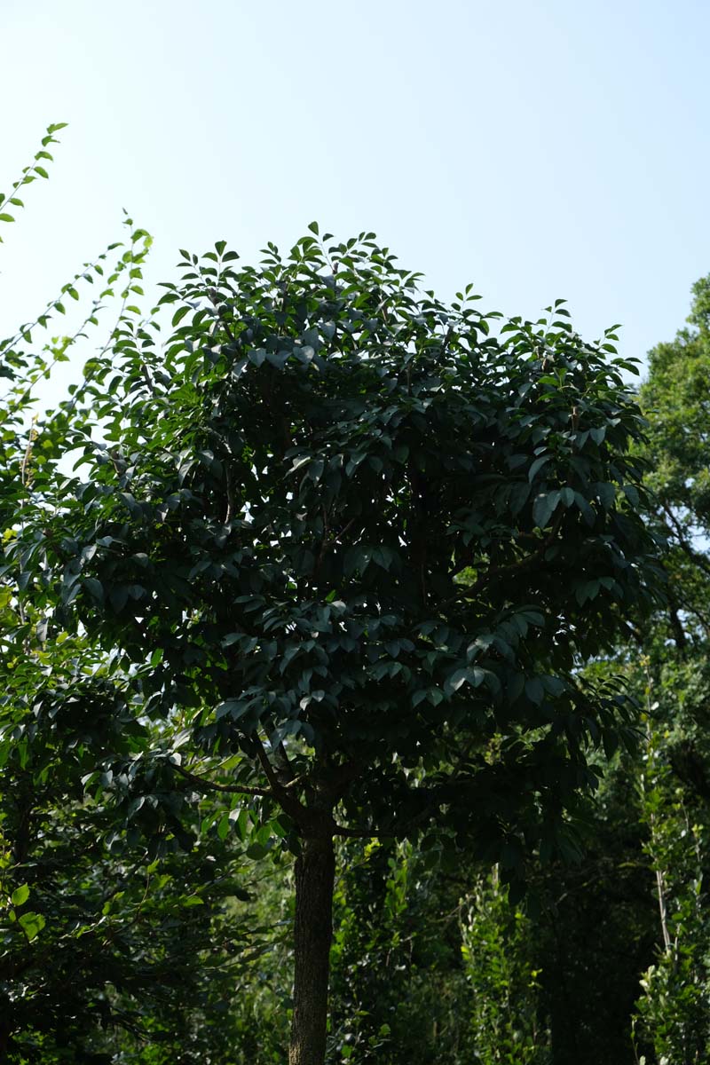 Fraxinus ornus 'Mecsek' op stam kroon