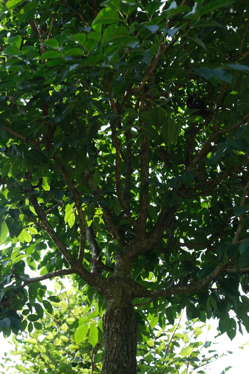 Fraxinus ornus 'Mecsek' op stam stam