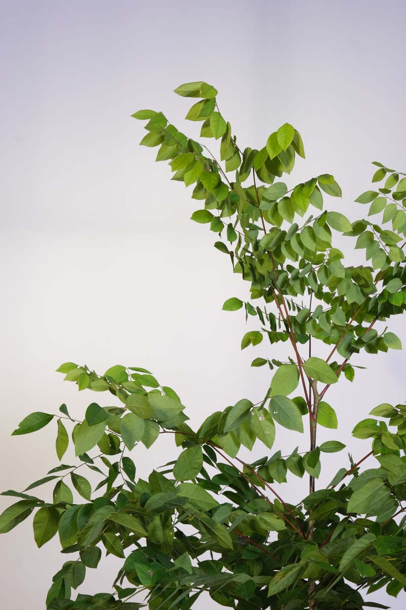 Gymnocladus dioica op stam twijg