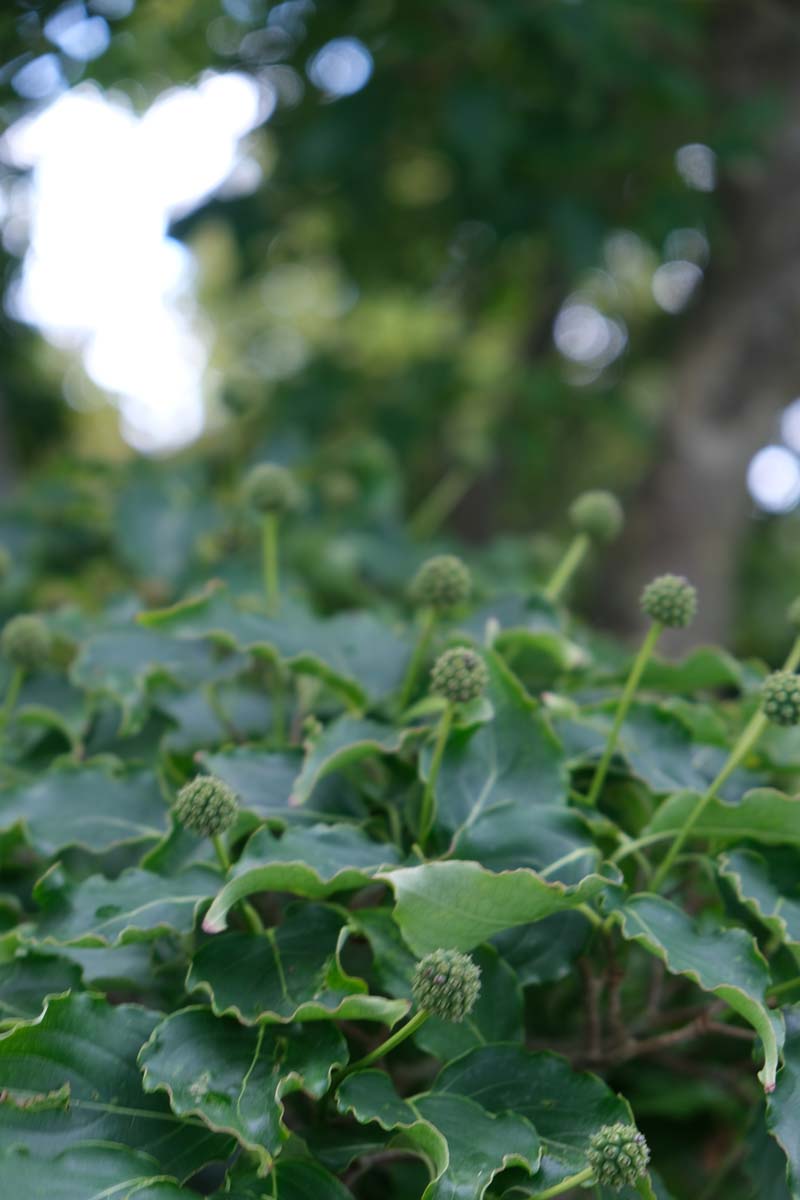 Hedera helix 'Arborescens'