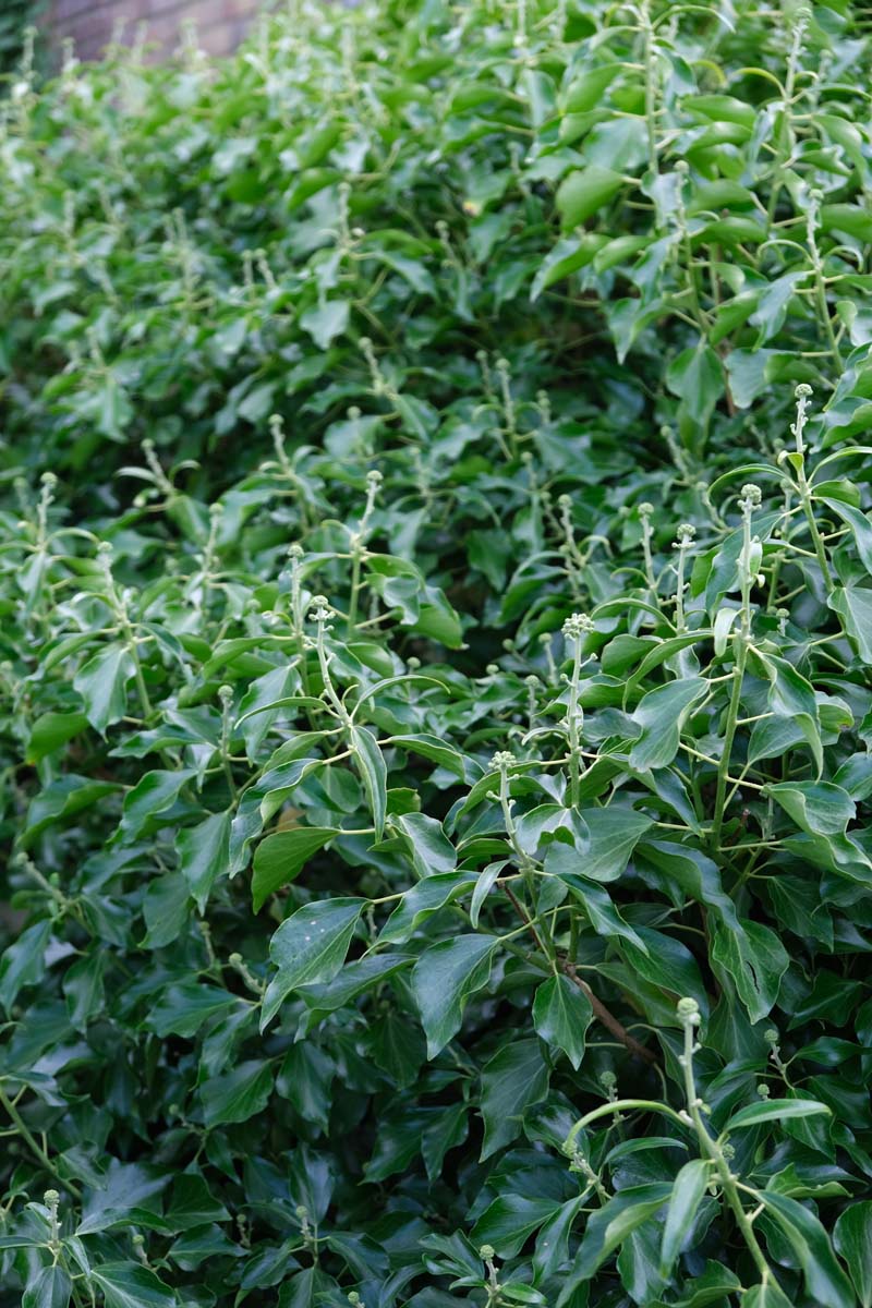 Hedera helix 'Arborescens' blad