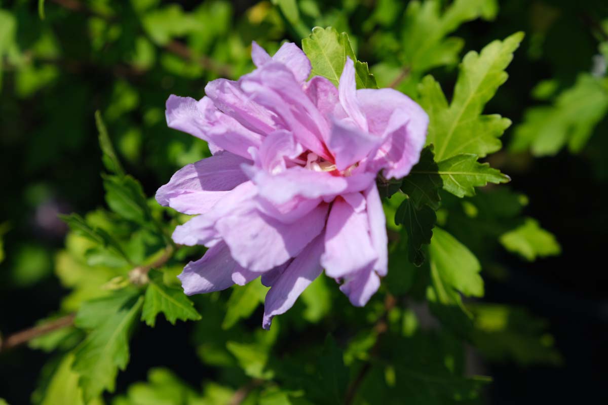 Hibiscus syriacus 'Double Purple' Tuinplanten bloem
