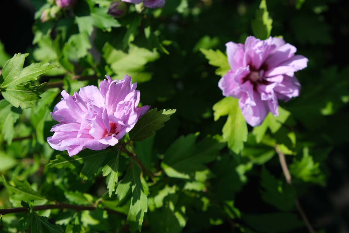 Hibiscus syriacus 'Double Purple' meerstammig / struik bloem