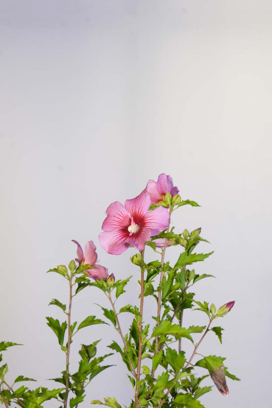 Hibiscus syriacus 'Pink Flirt' meerstammig / struik bloem