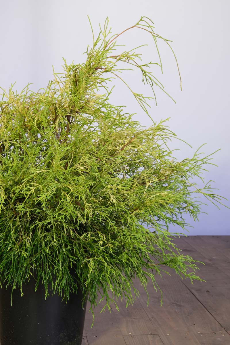 Chamaecyparis pisifera 'Sungold'