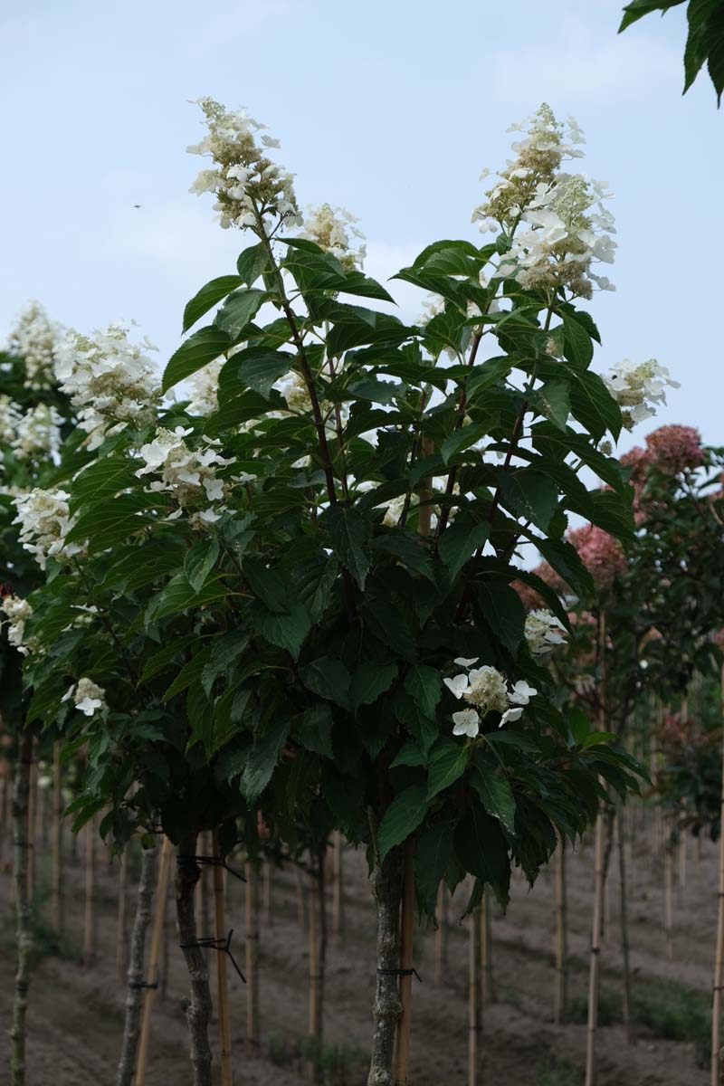 Hydrangea paniculata 'Papillon' op stam blad