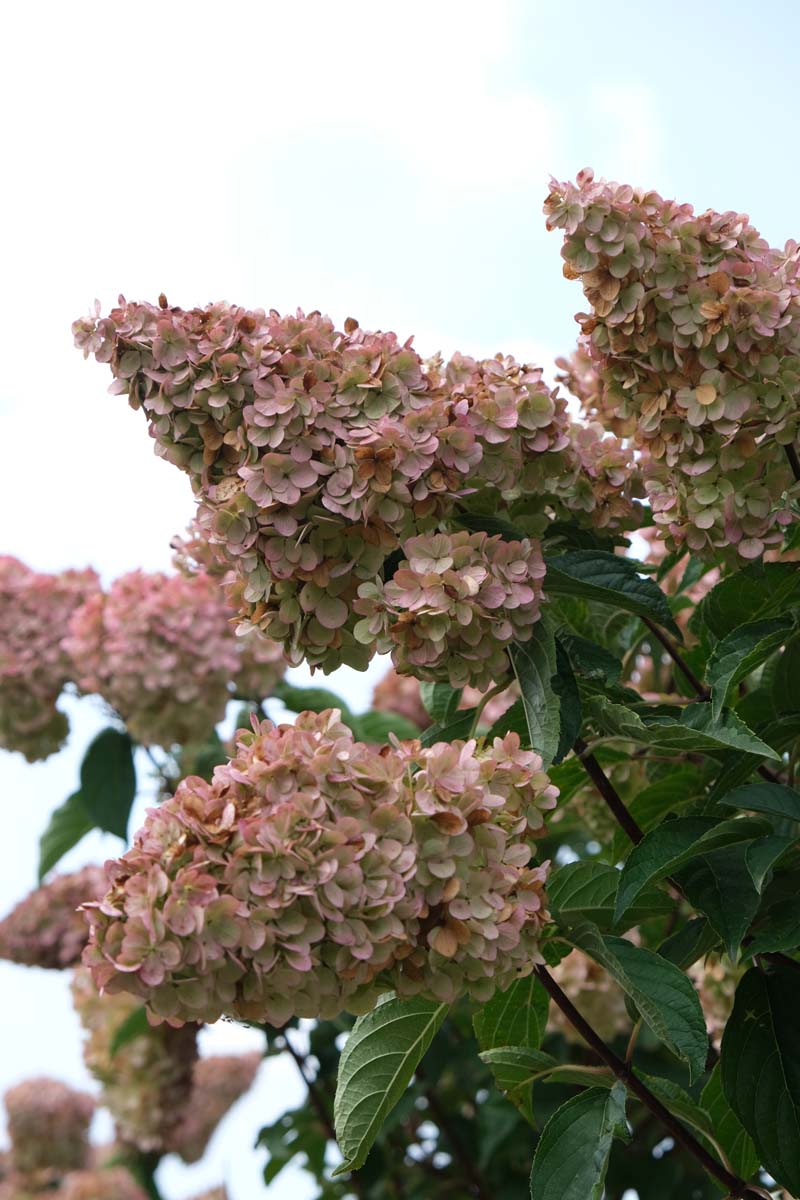Hydrangea paniculata 'Rensun' op stam bloem