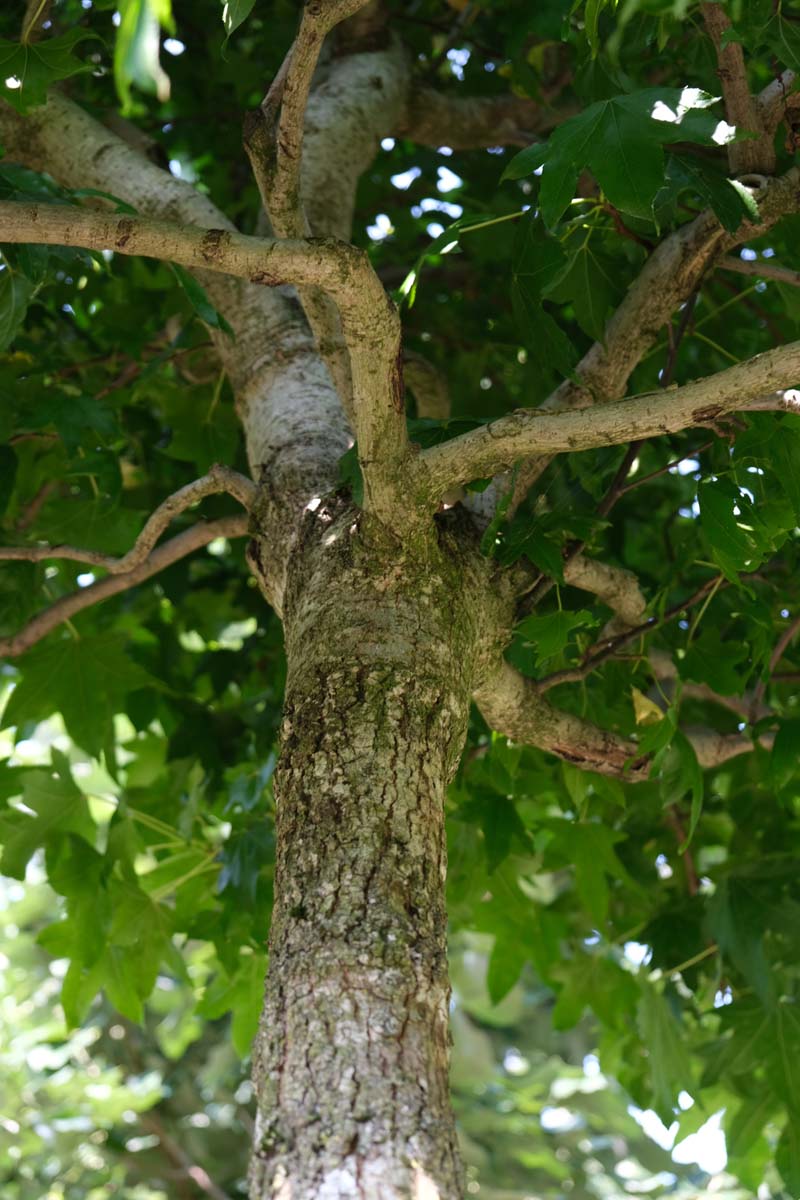Liquidambar styraciflua 'Gum Ball' meerstammig / struik stam