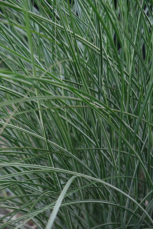 Miscanthus sinensis 'Morning Light' op stam blad