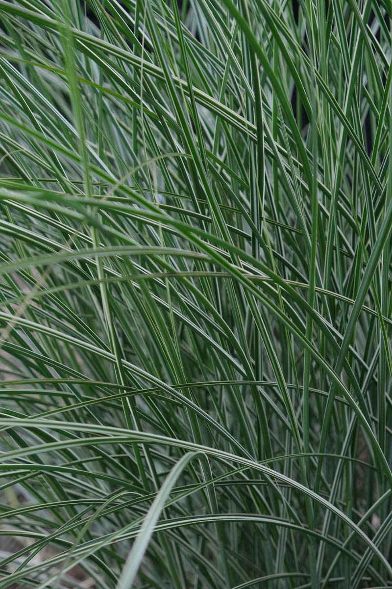 Miscanthus sinensis 'Morning Light' Tuinplanten blad