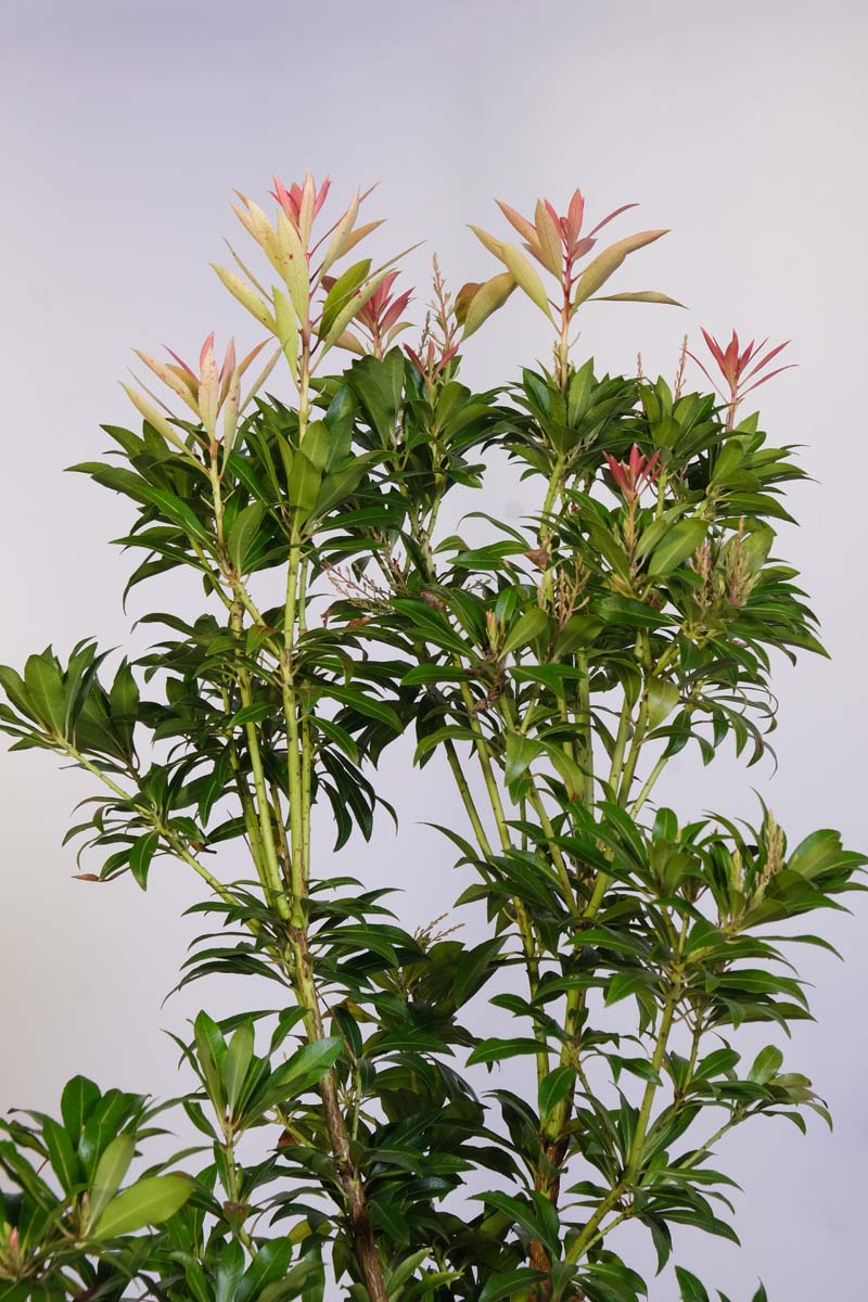 Pieris 'Forest Flame' Tuinplanten blad