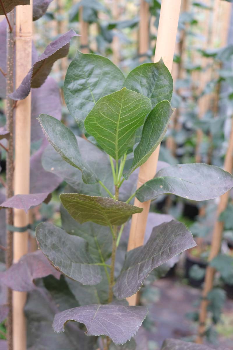 Prunus virginiana 'Shubert' op stam blad