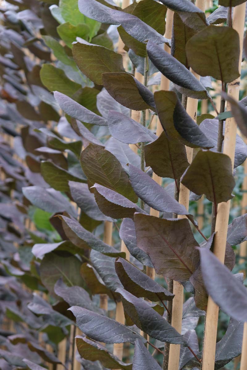 Prunus virginiana 'Shubert' op stam blad