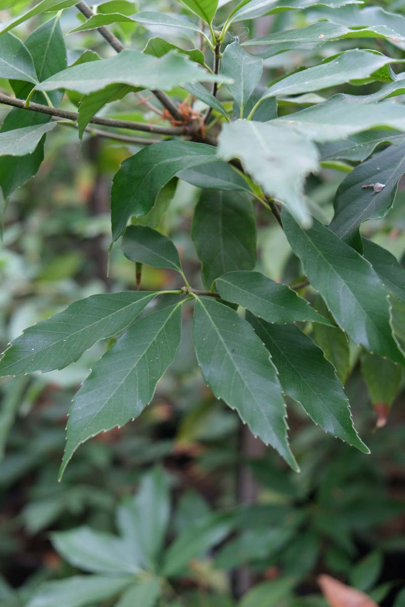 Quercus glauca meerstammig / struik blad