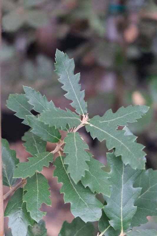 Quercus hispanica 'Ambrozyana' op stam blad