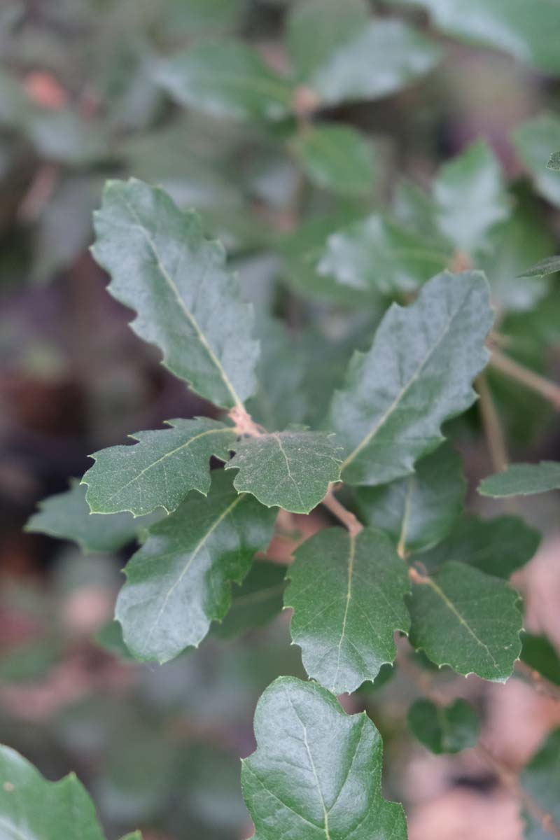 Quercus hispanica 'Ambrozyana' op stam blad