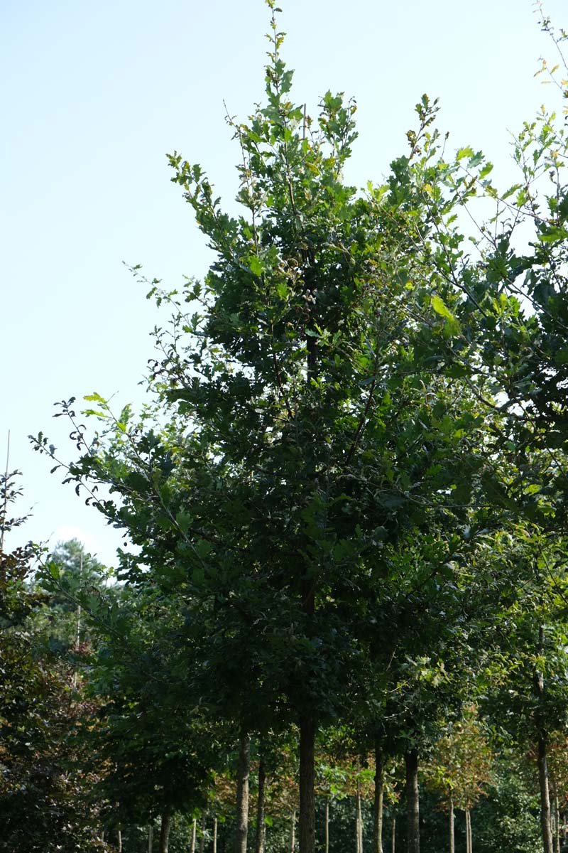 Quercus robur haagplant kroon