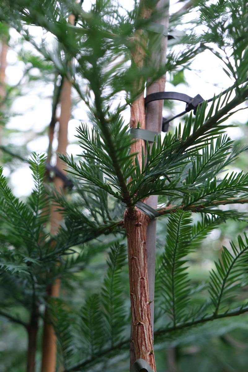 Sequoia sempervirens solitair stam