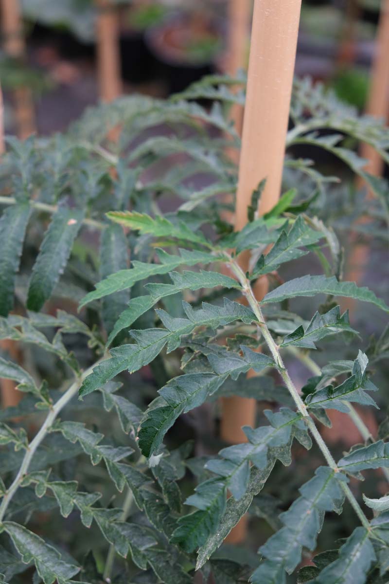 Sorbus 'Chinese Lace' op stam blad