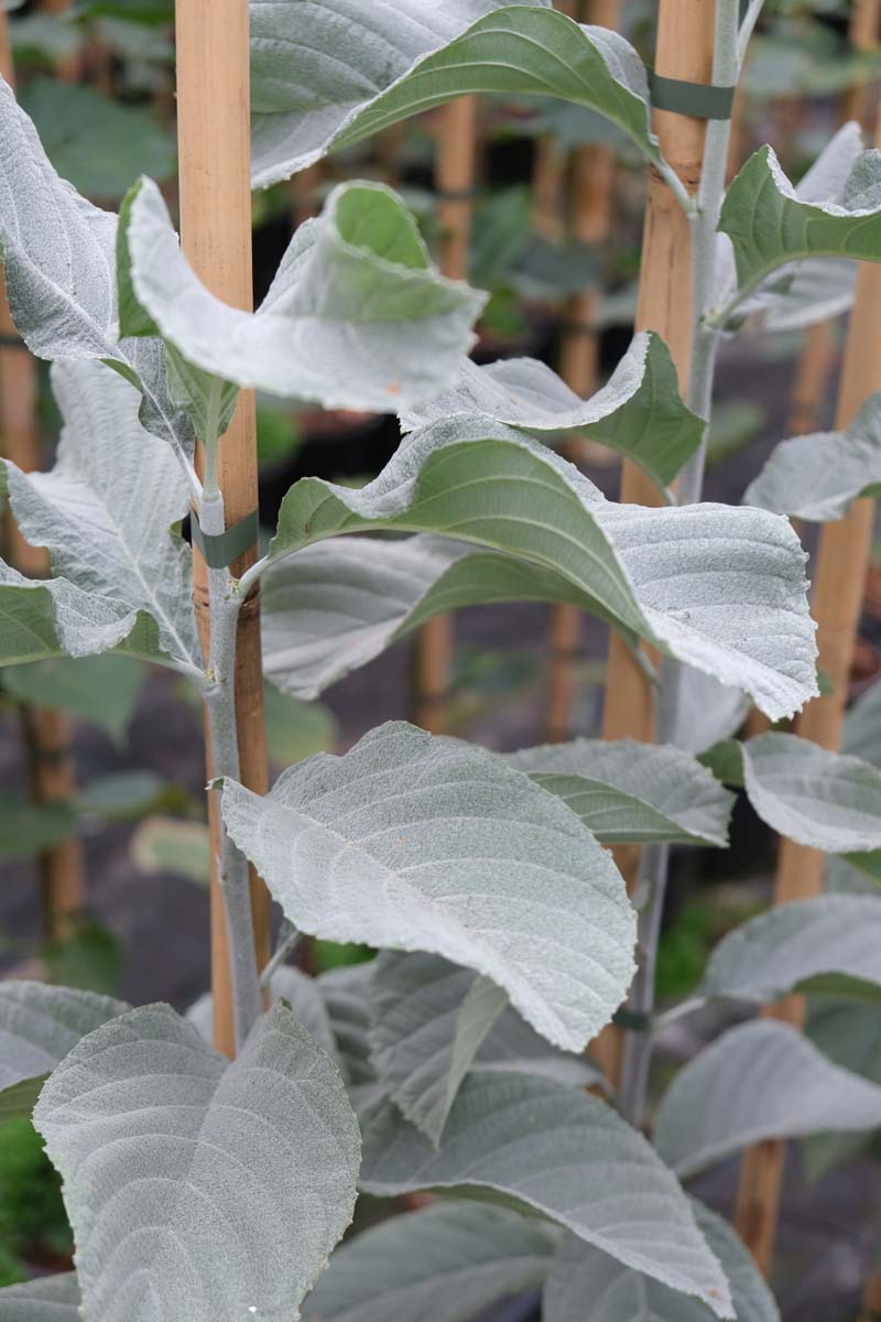 Sorbus wardii Tuinplanten blad