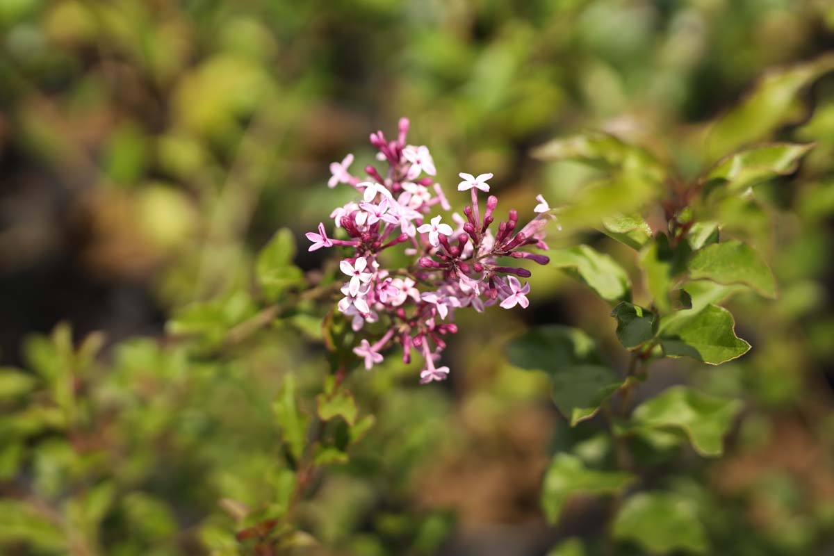 Syringa 'Red Pixie' Tuinplanten bloem