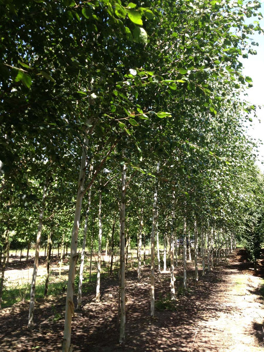 Betula utilis meerstammig