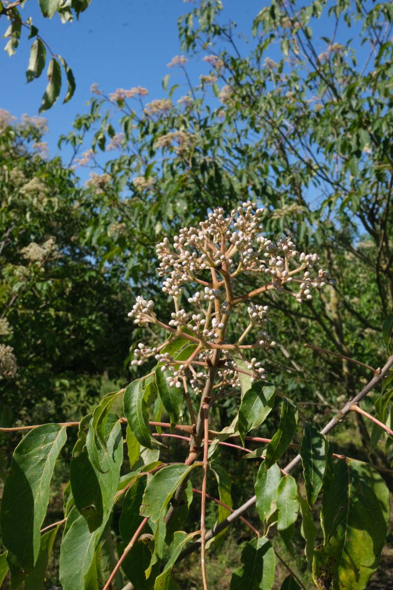 Tetradium daniellii Tuinplanten bloemknop