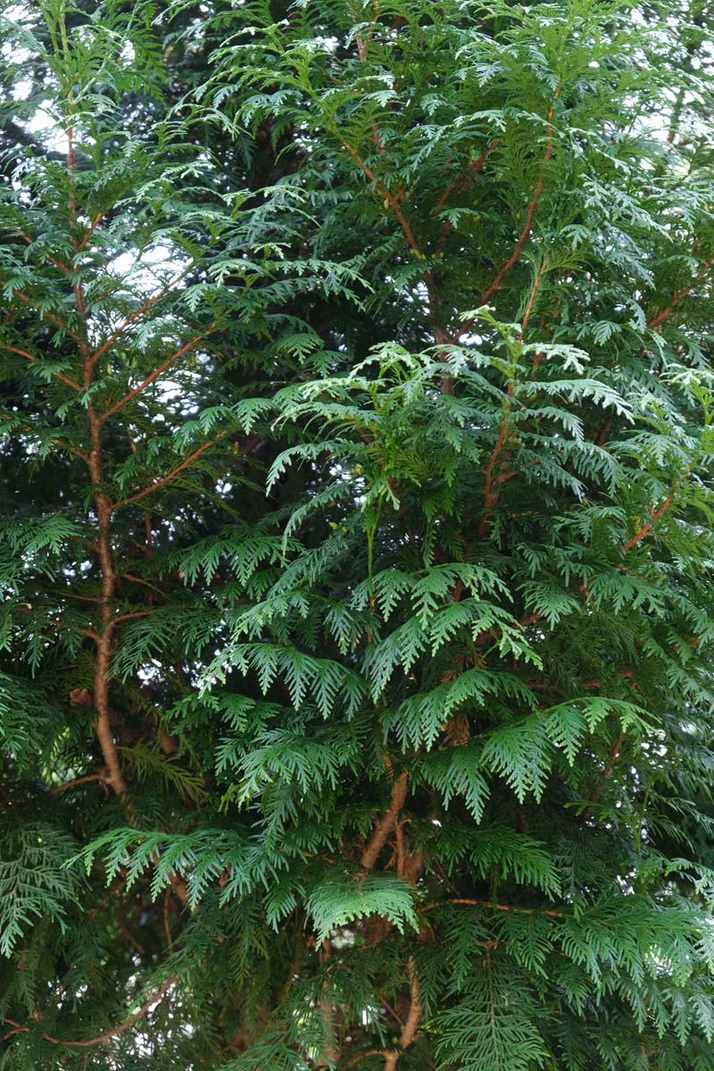 Thuja occidentalis 'Brabant' haagplant naald