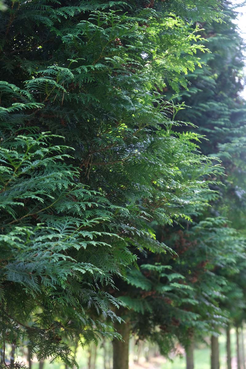 Thuja plicata 'Excelsa' haagplant