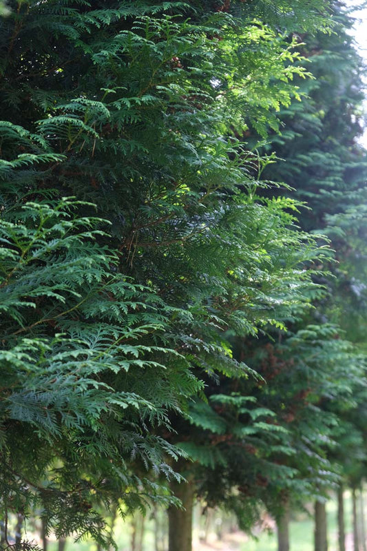 Thuja plicata 'Excelsa' solitair