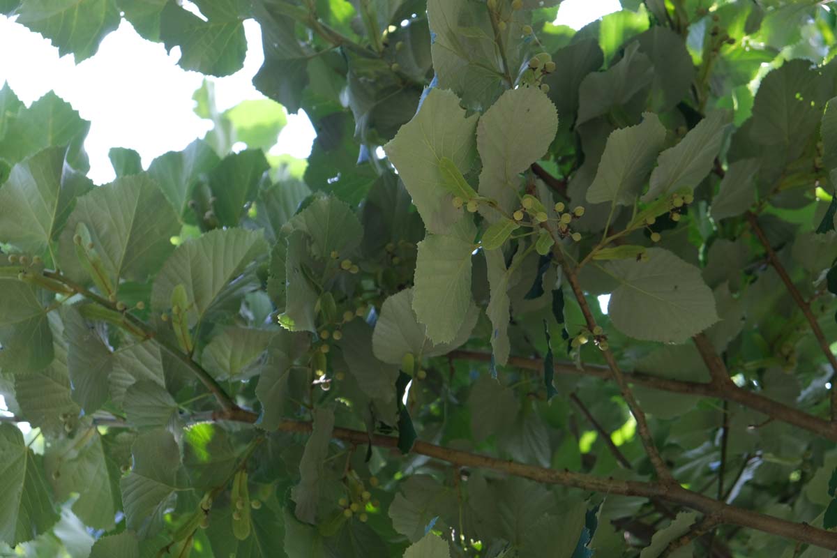 Tilia tomentosa 'Brabant' Tuinplanten blad